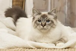 Birmans: Birman cat indoors