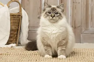 Birmans: Birman cat indoors