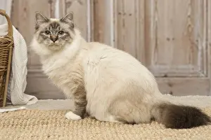 Birmans: Birman cat indoors