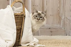 Birmans: Birman cat indoors