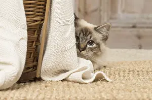 Birmans: Birman cat indoors