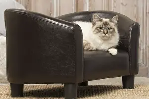 Birmans: Birman cat indoors