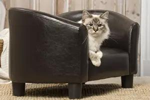 Birmans: Birman cat indoors