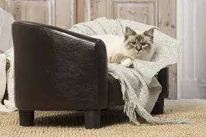 Birmans: Birman cat indoors