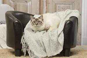 Birmans: Birman cat indoors
