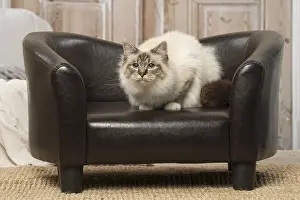 Birmans: Birman cat indoors