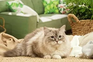 Birmans: Birman cat indoors