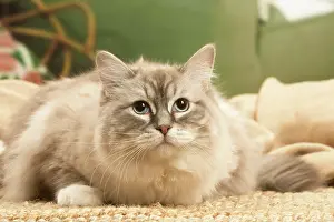 Birmans: Birman cat indoors