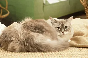 Birmans: Birman cat indoors