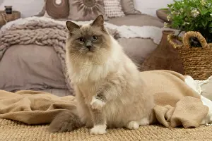 Birmans: Birman cat indoors