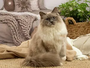 Birmans: Birman cat indoors