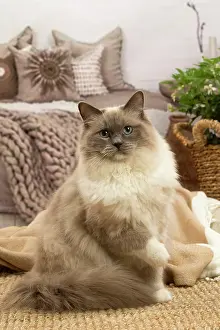 Birmans: Birman cat indoors