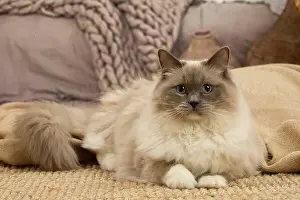 Birmans: Birman cat indoors