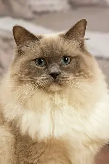 Birmans: Birman cat indoors