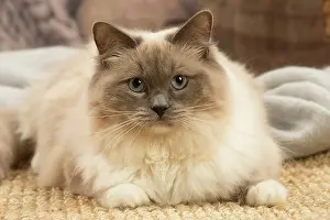 Birmans: Birman cat indoors