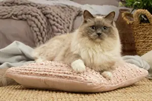 Birmans: Birman cat indoors