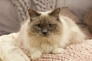 Birmans: Birman cat indoors