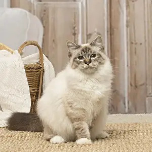 Birmans: Birman cat indoors