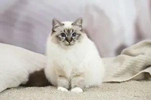 Birman: Birman Cat indoors