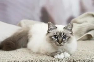Birman: Birman Cat indoors
