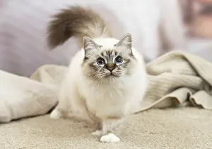 Birman: Birman Cat indoors