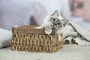 Birman: Birman Cat indoors