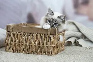 Birman: Birman Cat indoors
