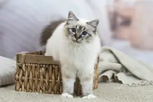 Birman: Birman Cat indoors