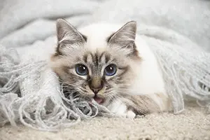 Birman: Birman Cat indoors