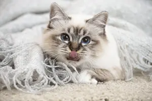 Birman: Birman Cat indoors