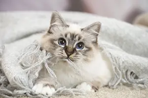 Birman: Birman Cat indoors