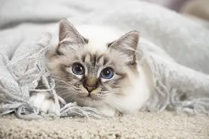Birman: Birman Cat indoors
