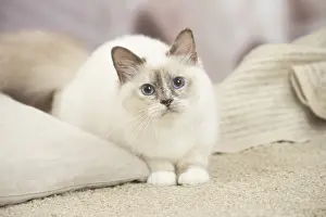 Birman: Birman Cat indoors
