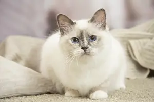 Birman: Birman Cat indoors