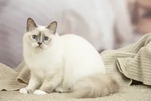 Birman: Birman Cat indoors