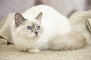 Birman: Birman Cat indoors