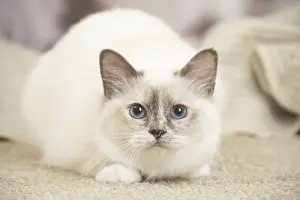 Birman: Birman Cat indoors