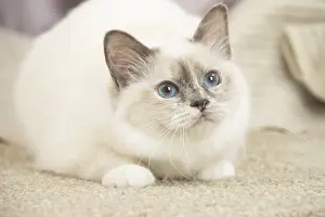 Birman: Birman Cat indoors