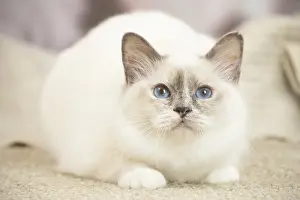 Birman: Birman Cat indoors