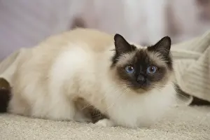 Birman: Birman Cat indoors