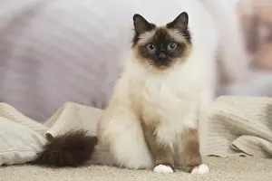 Birman: Birman Cat indoors