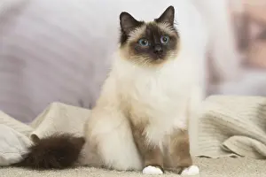 Birman: Birman Cat indoors