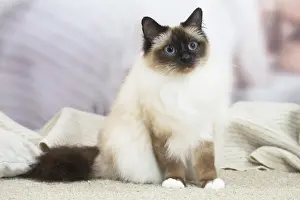 Birman: Birman Cat indoors