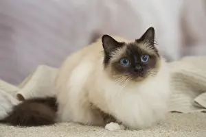 Birman: Birman Cat indoors