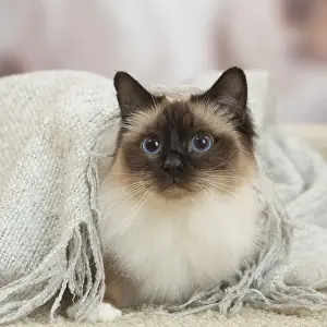 Birman: Birman Cat indoors