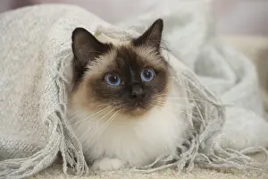 Birman: Birman Cat indoors