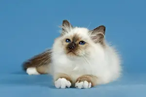 Birman: Birman Cat, kitten, part albino, point coloration