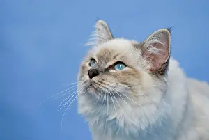 Birman: Birman cat, portrait
