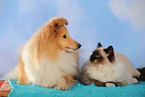 Birmans: Birman cat and Sheltie, Shetland Sheepdog, sable