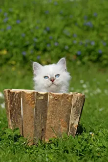 Birman: Birman kitten in a planter